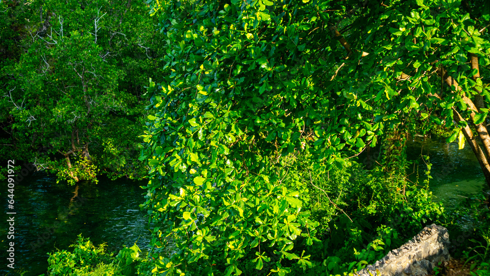 green and beautiful mangrove plants on the beach green and beautiful mangrove plants on the beach