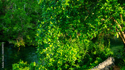 green and beautiful mangrove plants on the beach