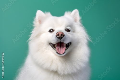 Environmental portrait photography of a happy american eskimo dog wearing a sherpa coat against a pastel green background. With generative AI technology © Markus Schröder