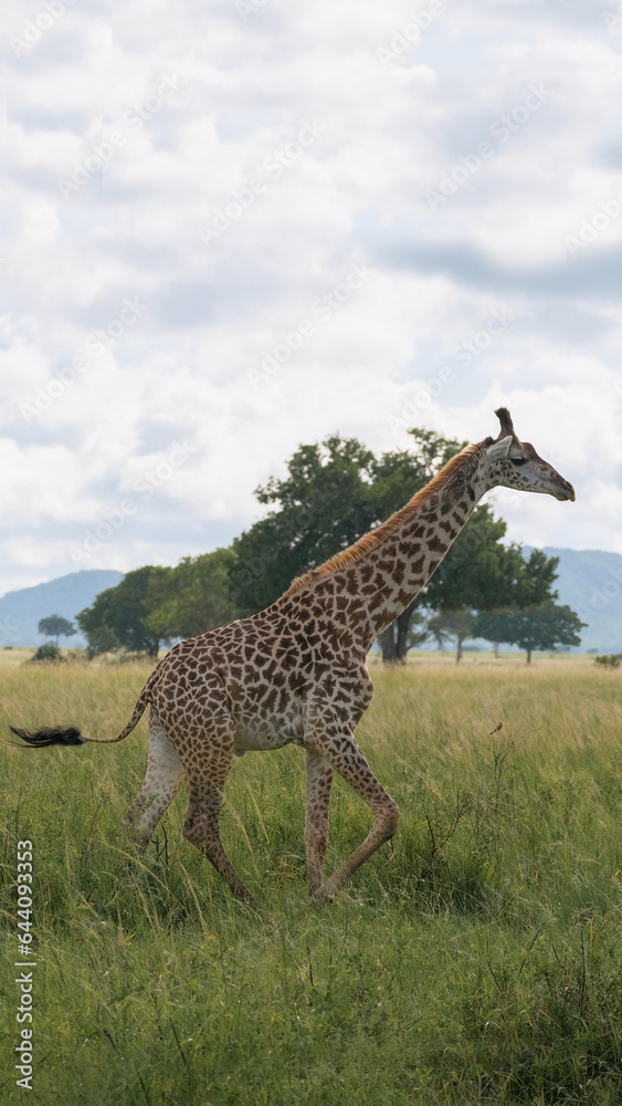 Fototapeta premium giraffe in the savannah