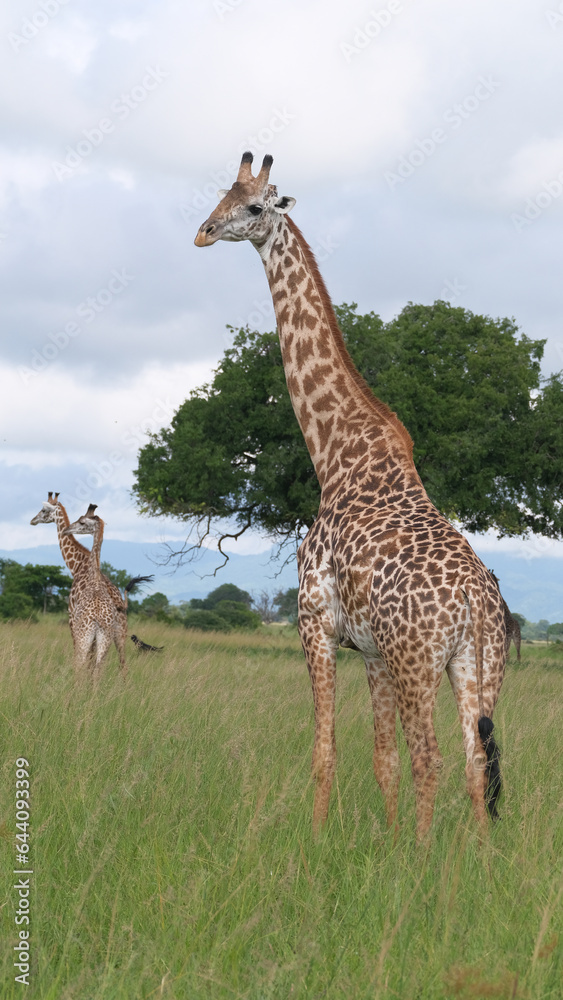 Obraz premium giraffe in the savannah