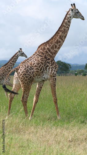 Fototapeta Naklejka Na Ścianę i Meble -  giraffe in the savannah
