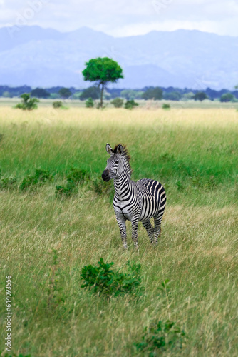 zebra in the savannah