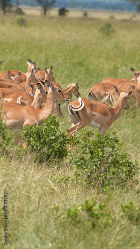 antelope in the national park