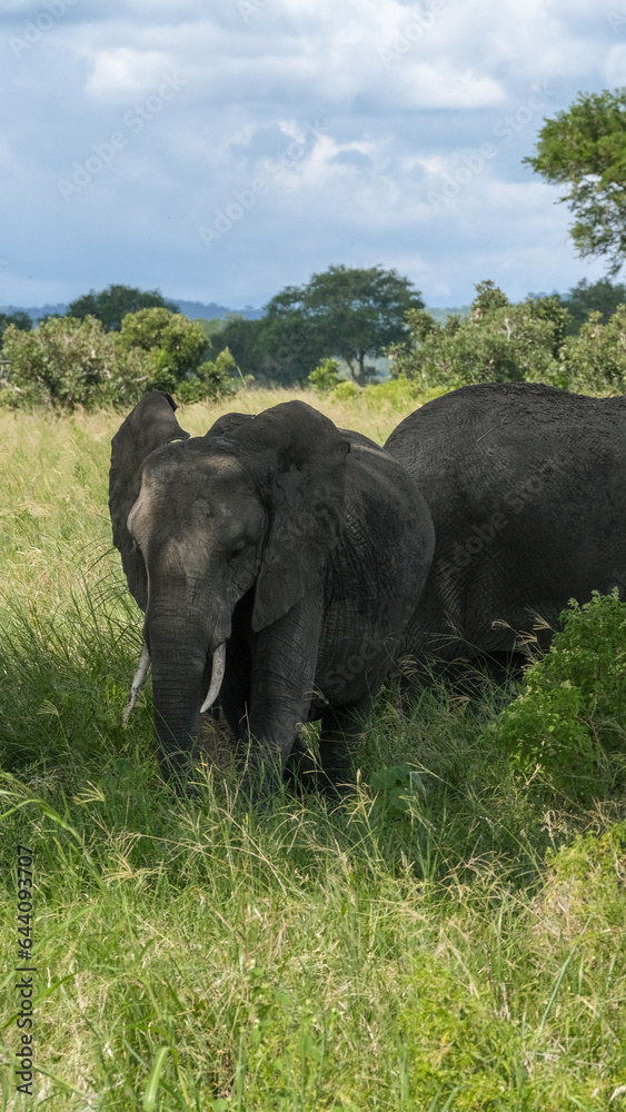 Obraz premium elephant in the wild