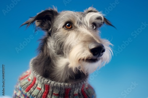 Lifestyle portrait photography of a cute scottish deerhound wearing a festive sweater against a sky-blue background. With generative AI technology