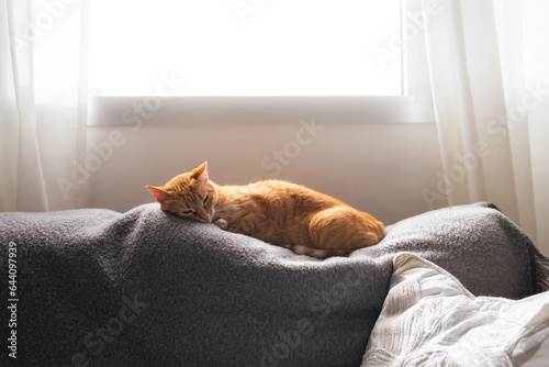 Brown tabby cat sleeping on a gray sofa by the window