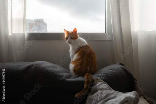 brown and white cat with yellow eyes sitting on a gray sofa by the window