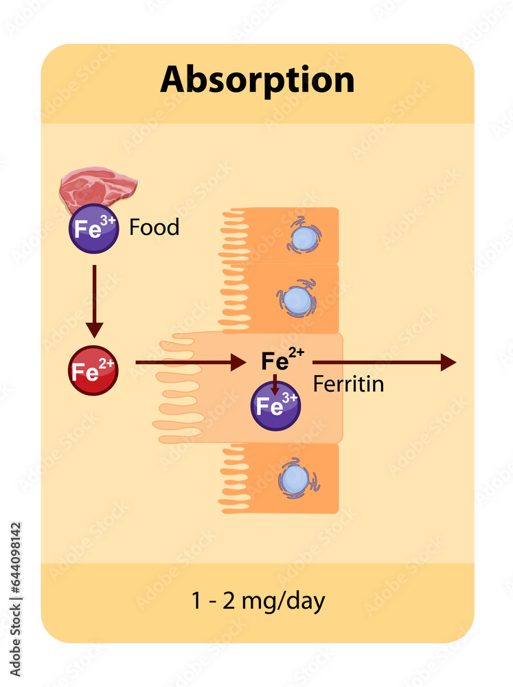 Iron absorption occurs primarily in the duodenum where dietary iron, is