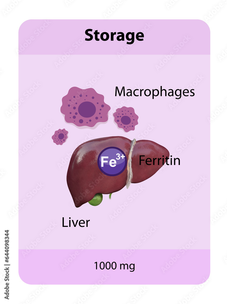 iron distribution in the body, iron storage, macrophages, iron penos