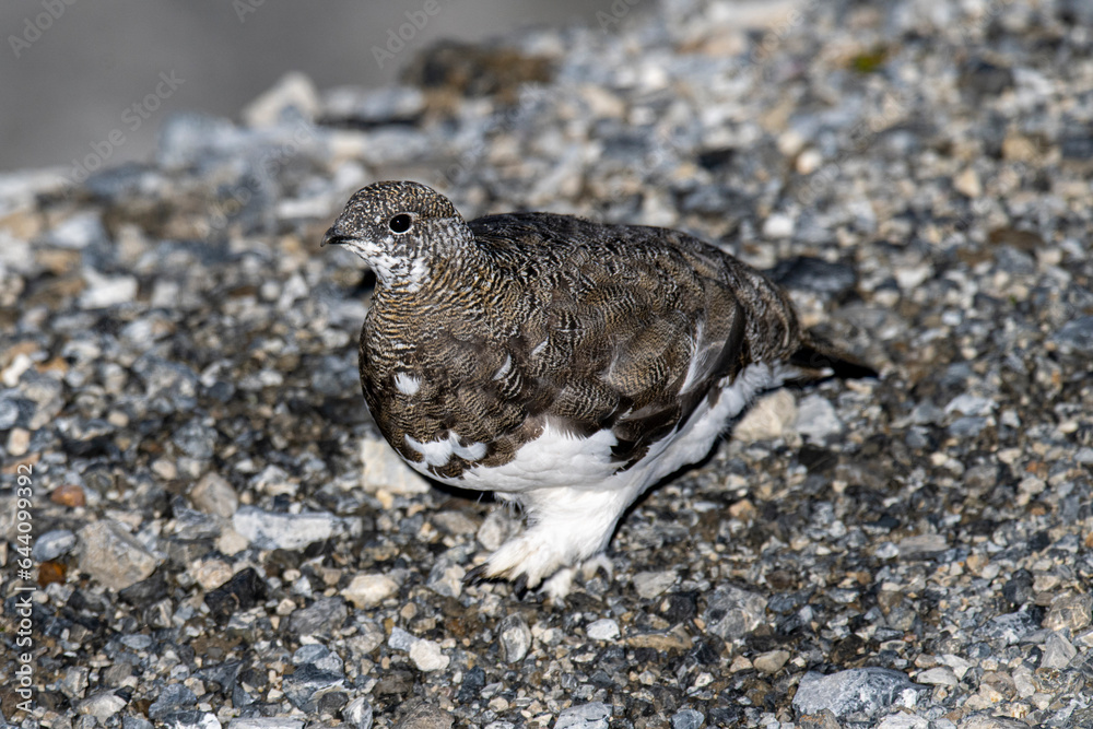 Obraz premium Pernice bianca