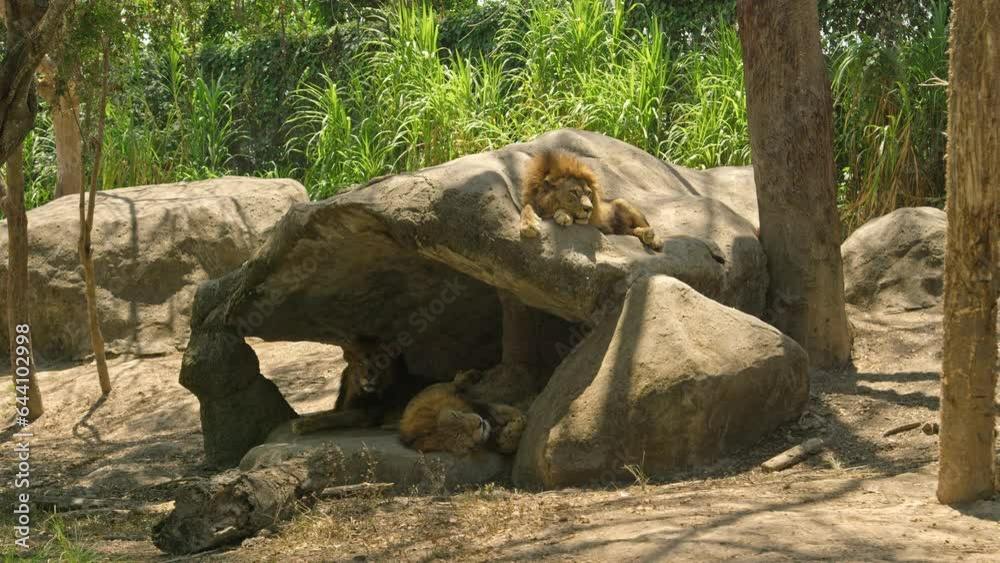 Wide, still shot of lions resting at Bali zoo Wide, still shot of lions resting at Bali zoo
