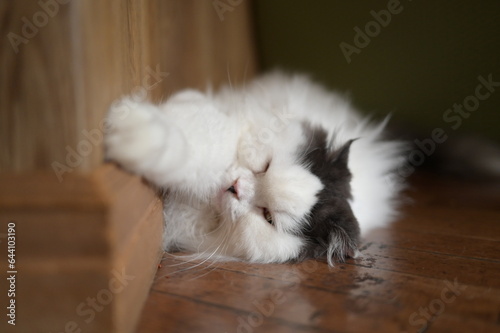 A relaxed sleeping cat