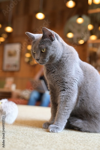 A portrait of cool cat