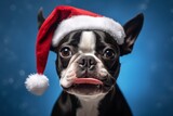 Close-up portrait photography of a happy boston terrier wearing a christmas hat against a periwinkle blue background. With generative AI technology