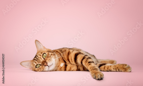 Bengal cat lies on a pink background.