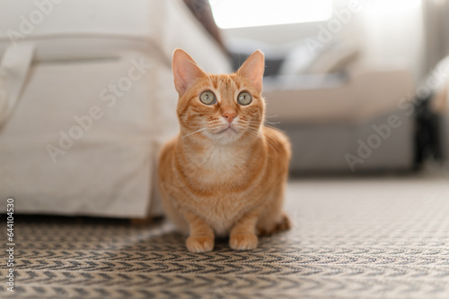 close up. brown tabby cat with green eyes lying on a carpet