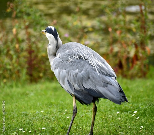 grey blue crane facing away