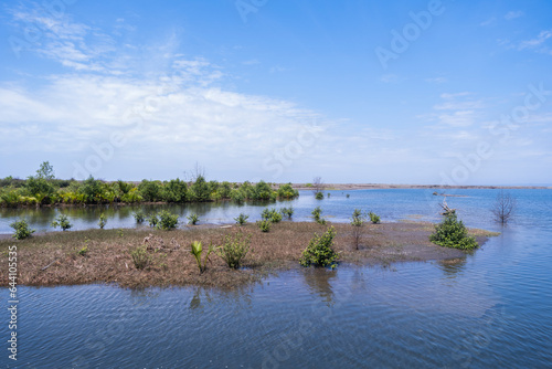 Landscape of dried land on the ocean with mangrove trees on dried season