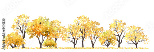 	
Vector watercolor of tree side view isolated on white background for landscape and architecture drawing, elements for environment and garden, painting botanical for section in autumn