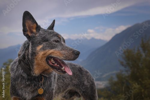 Obraz na płótnie Australian Cattle Dog on the background of beautiful mountains w salonie
