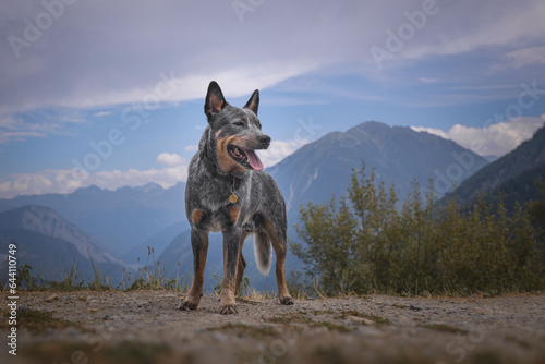 Australian Cattle Dog on the background of beautiful mountains