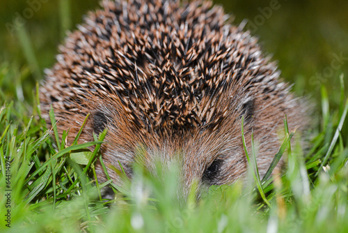 Dangerous hedgehog in grass