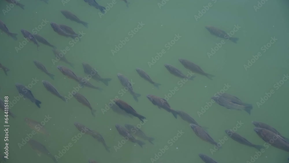 High angle view of school of freshwater fish (mostly carp) swimming in green lake water in a sunny day. Soft focus. Real time handheld video. Copy space. Beauty in nature theme.