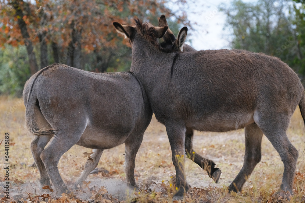 Mini donkeys play in Texas winter field on farm closeup. Mini donkeys play in Texas winter field on farm closeup.
