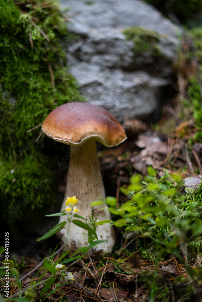 Big white porcini mushroom growing in the forest near a large stone. There are yellow flowers and moss around the mushroom. Big white porcini mushroom growing in the forest near a large stone. There are yellow flowers and moss around the mushroom.