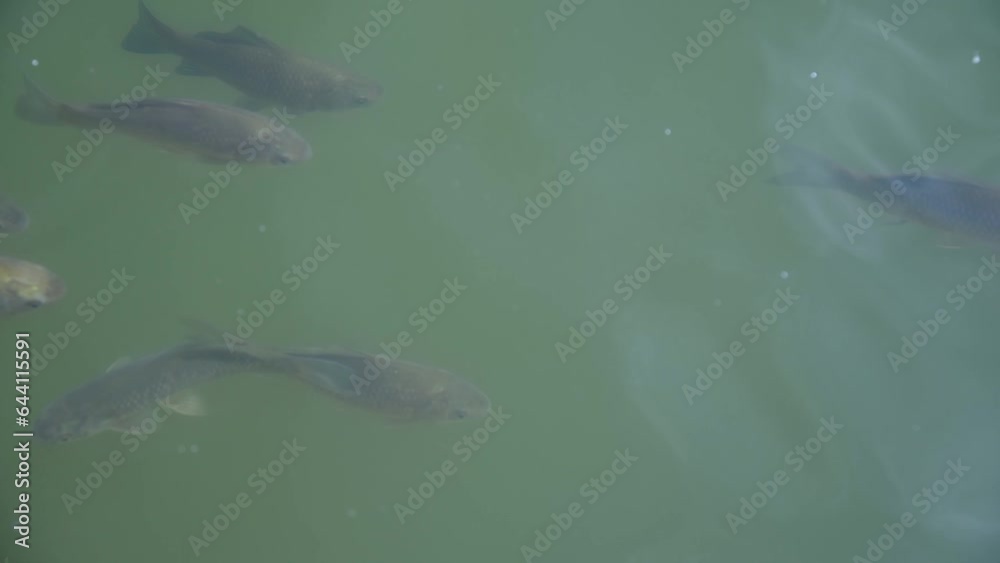 High angle view of school of freshwater fish (mostly carp) swimming in green lake water in a sunny day. Soft focus. Real time handheld video. Copy space. Beauty in nature theme. High angle view of school of freshwater fish (mostly carp) swimming in green lake water in a sunny day. Soft focus. Real time handheld video. Copy space. Beauty in nature theme.