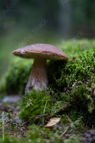 Big edible mushroom with brown hat is growing deep in a forest moss.