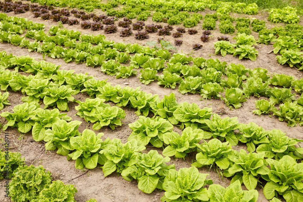 Rows of lettuce on an organic farm, selective focus. Rows of lettuce on an organic farm, selective focus.
