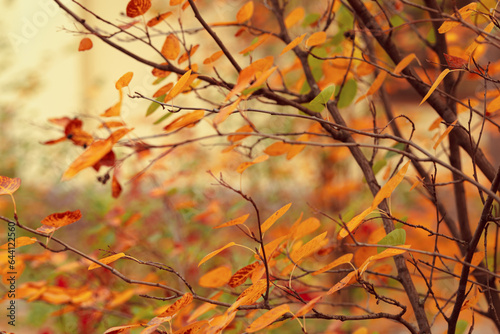 Beautiful autumn nature background with yellow leaves on tree branches or bushes, soft focus blurred background, Autumnal colorful bright foliage in park or forest, orange brown fall colors