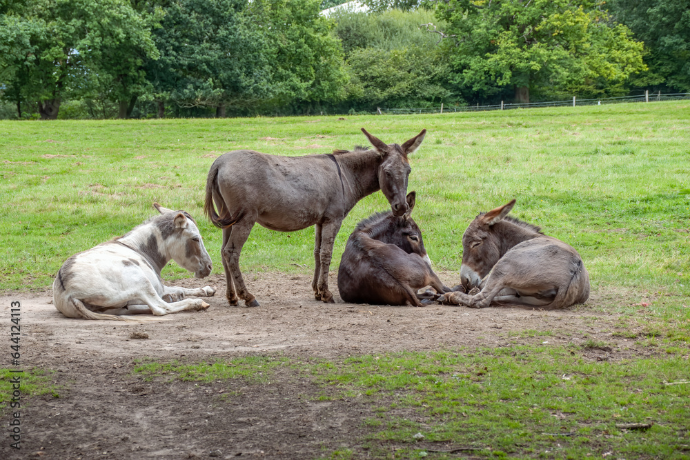 Fototapeta premium group of donkeys enjoying the summer sunshine