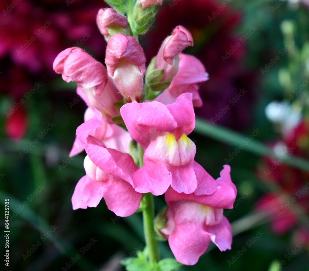 pink snap dragon flower close up pink snap dragon flower close up
