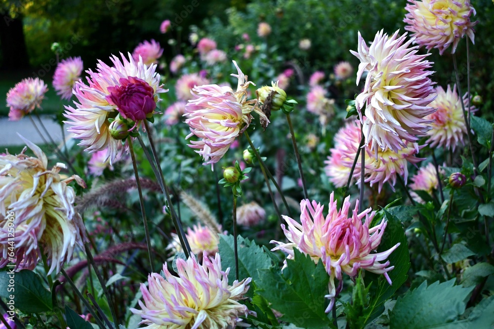 pink flowers in the garden
