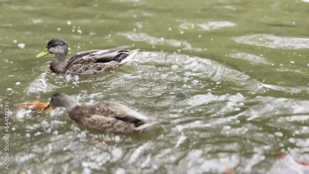 Ducks eating and swimming around in city park in peaceful environment Ducks eating and swimming around in city park in peaceful environment