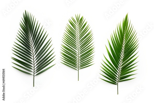 Group of Isolated palm leaves on a white background. Green palm leaf with stem on white background. Use for environmental or indoor themes.