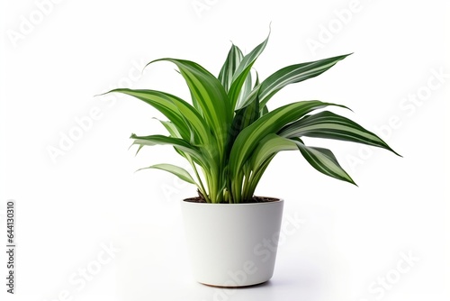 Green herb with cut out leaves on white background. Indoor plant.