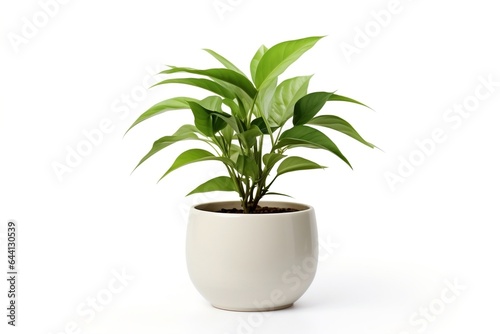 Fényképezés Lush green potted plant isolated on white background.