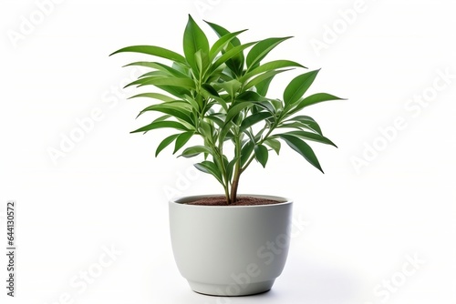 Cut out herb plant on a white background