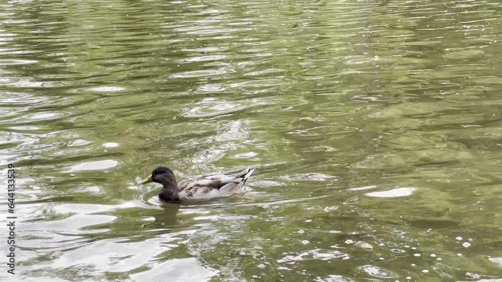 Ducks resting and swimming on the city park lake in the summer Ducks resting and swimming on the city park lake in the summer