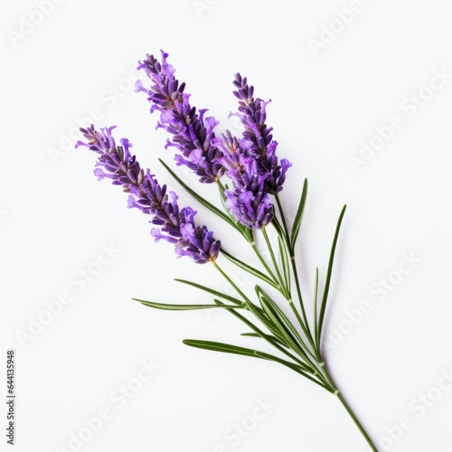 Photo of Lavender Flower isolated on a white background