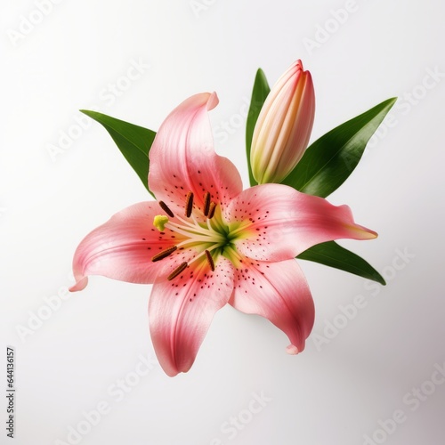 Photo of Lily Flower isolated on a white background