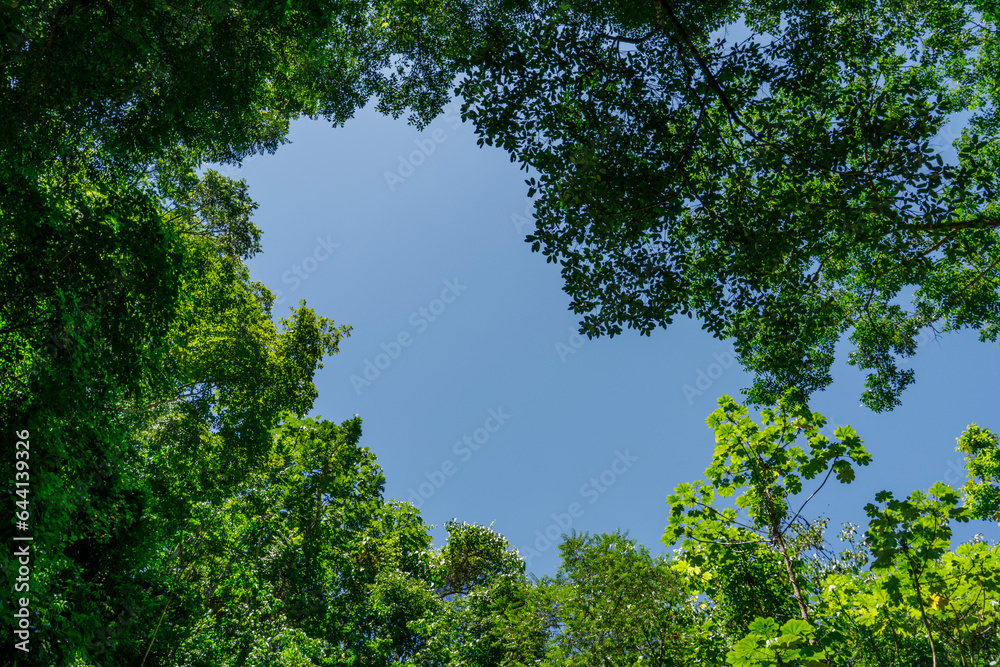 Blue sky framed by foliage of tropical trees. Blue sky framed by foliage of tropical trees.