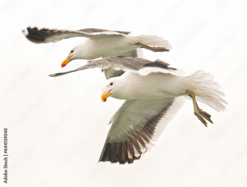 Obraz premium Two gulls on the seacoast at Swakopmund, Namibia, Africa.