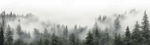 coniferous forest isolated on a white background panorama  tops of fir trees.