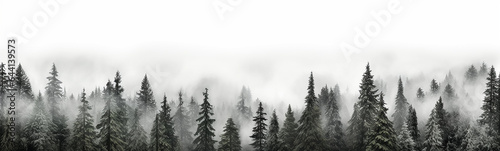 coniferous forest isolated on a white background panorama, tops of fir trees. © kichigin19