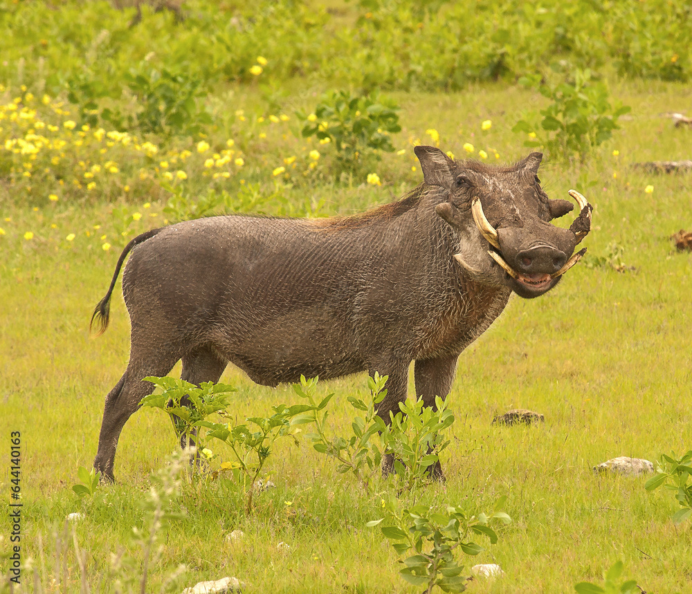 Warthog, Etosha National Park, Namibia, Africa. Warthog, Etosha National Park, Namibia, Africa.